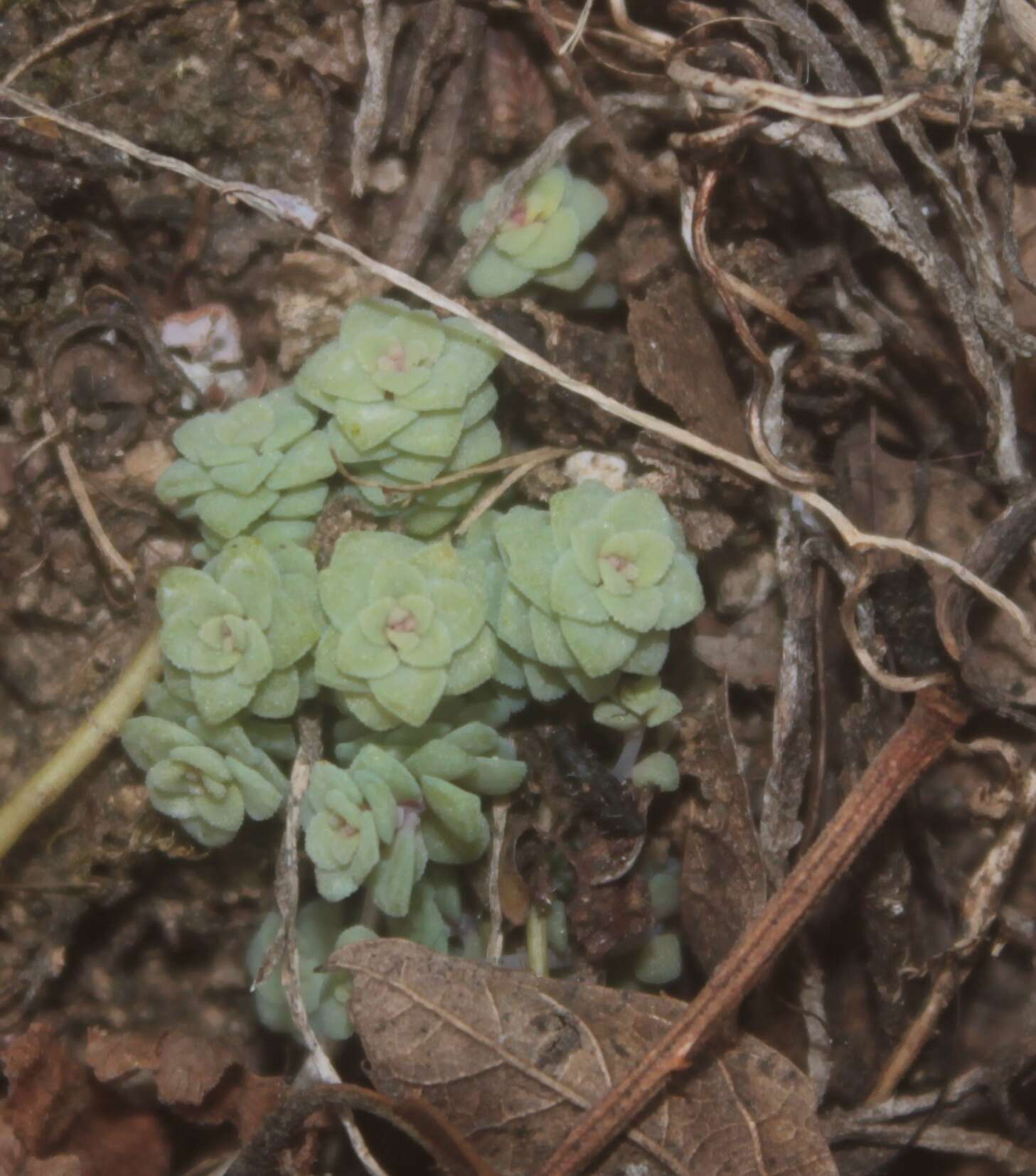 Image of Sedum clausenii E. Perez-Calix