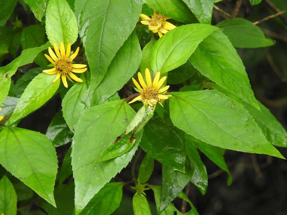 Philactis zinnioides Schrad. resmi