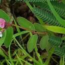 Image of Euphorbia concanensis Janarth. & S. R. Yadav