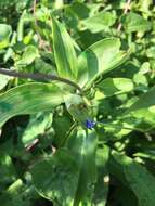 Слика од Commelina virginica L.