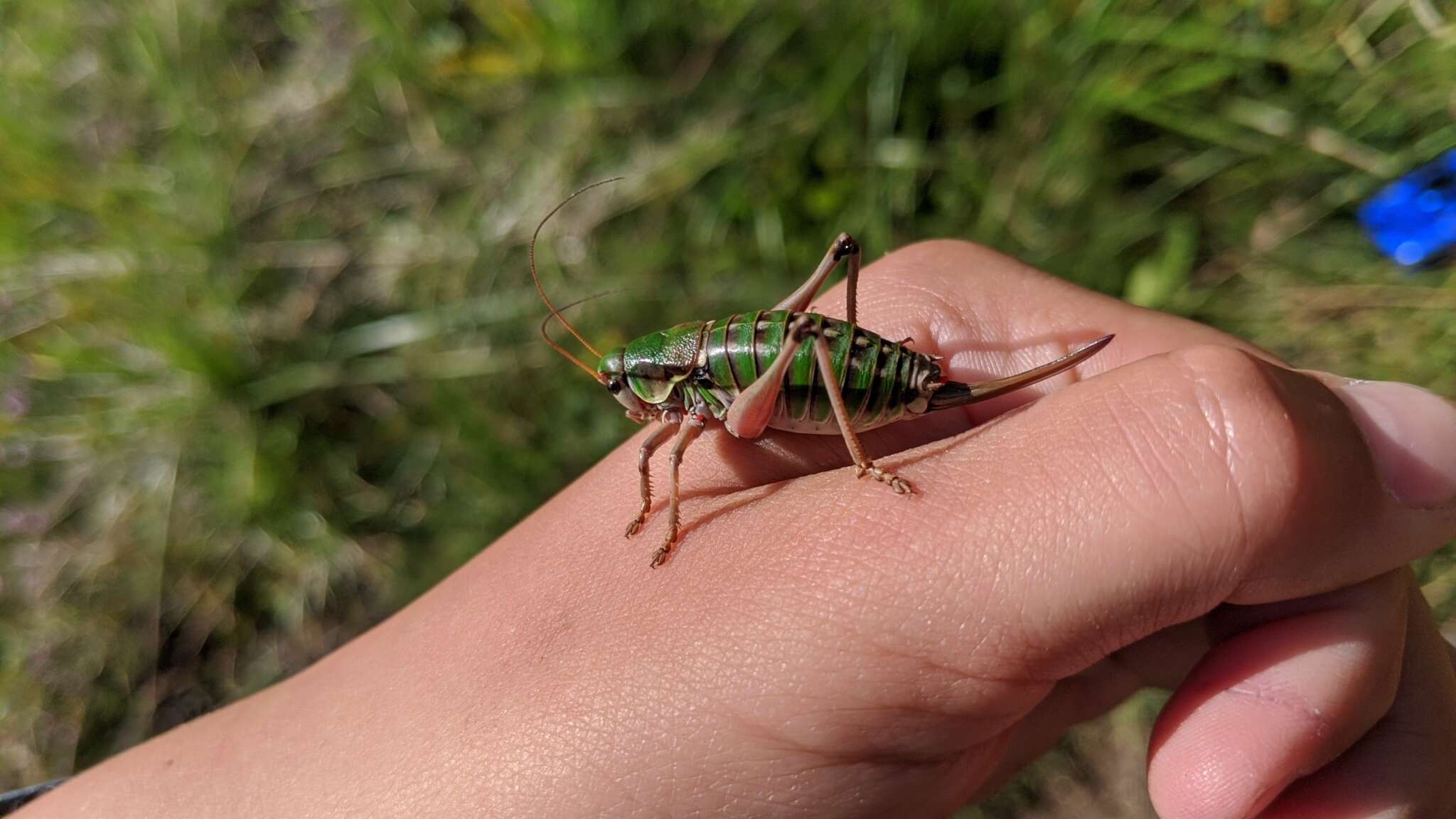 Image de Anonconotus italoaustriacus Nadig 1987