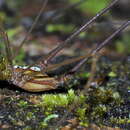 Image of Metarthrodes albotaeniatus (Mello-Leitão 1942)