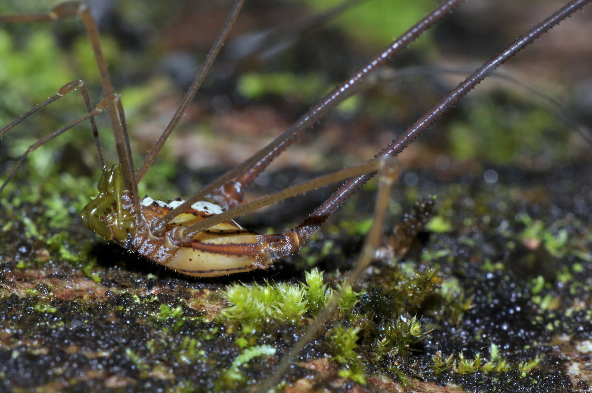 Image of Metarthrodes albotaeniatus (Mello-Leitão 1942)