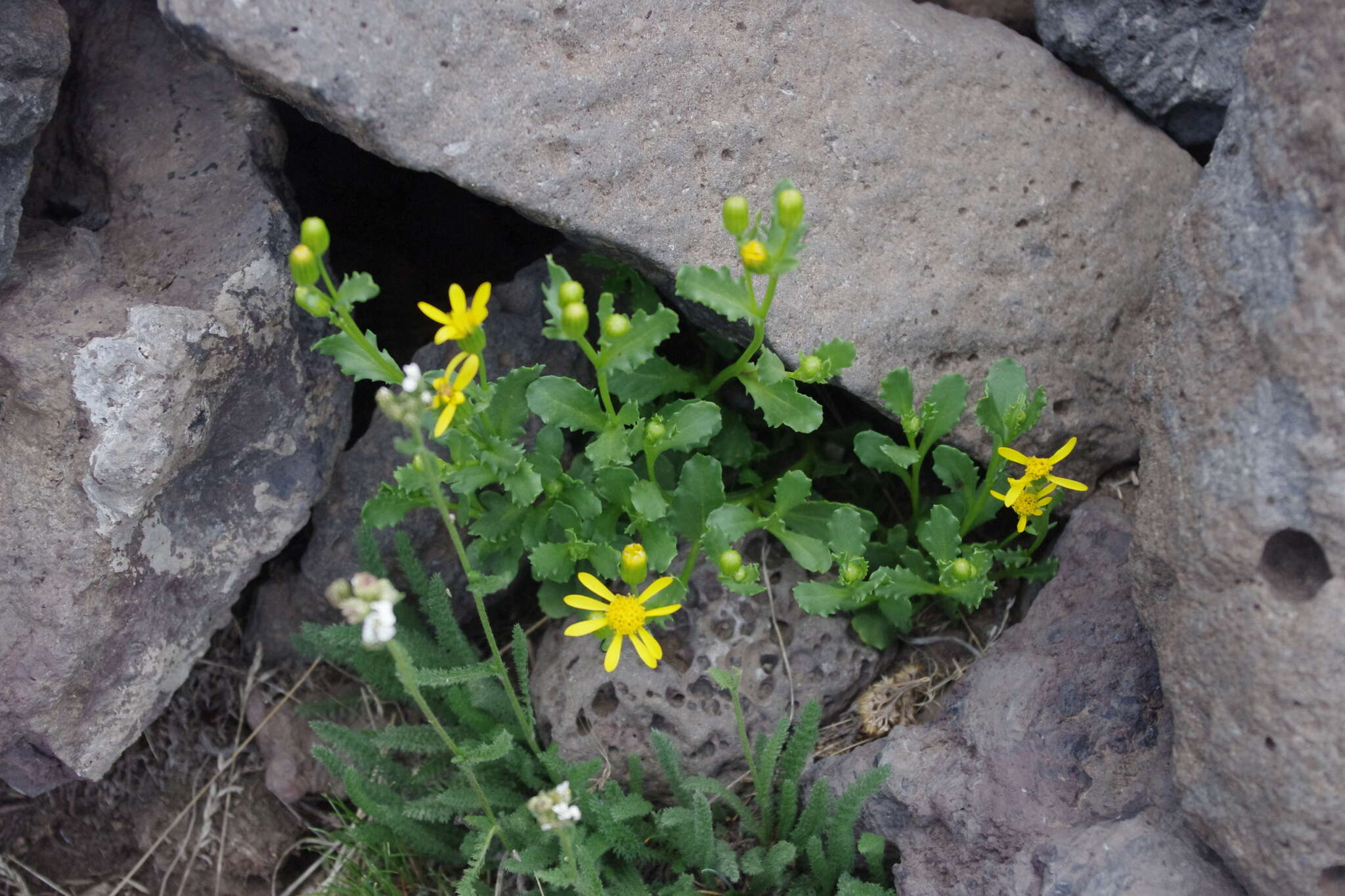 Image of <i>Senecio <i>fremontii</i></i> var. fremontii