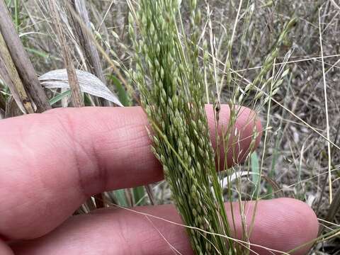 Imagem de Panicum queenslandicum Domin