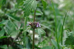 Слика од Marrubium catariifolium Desr.