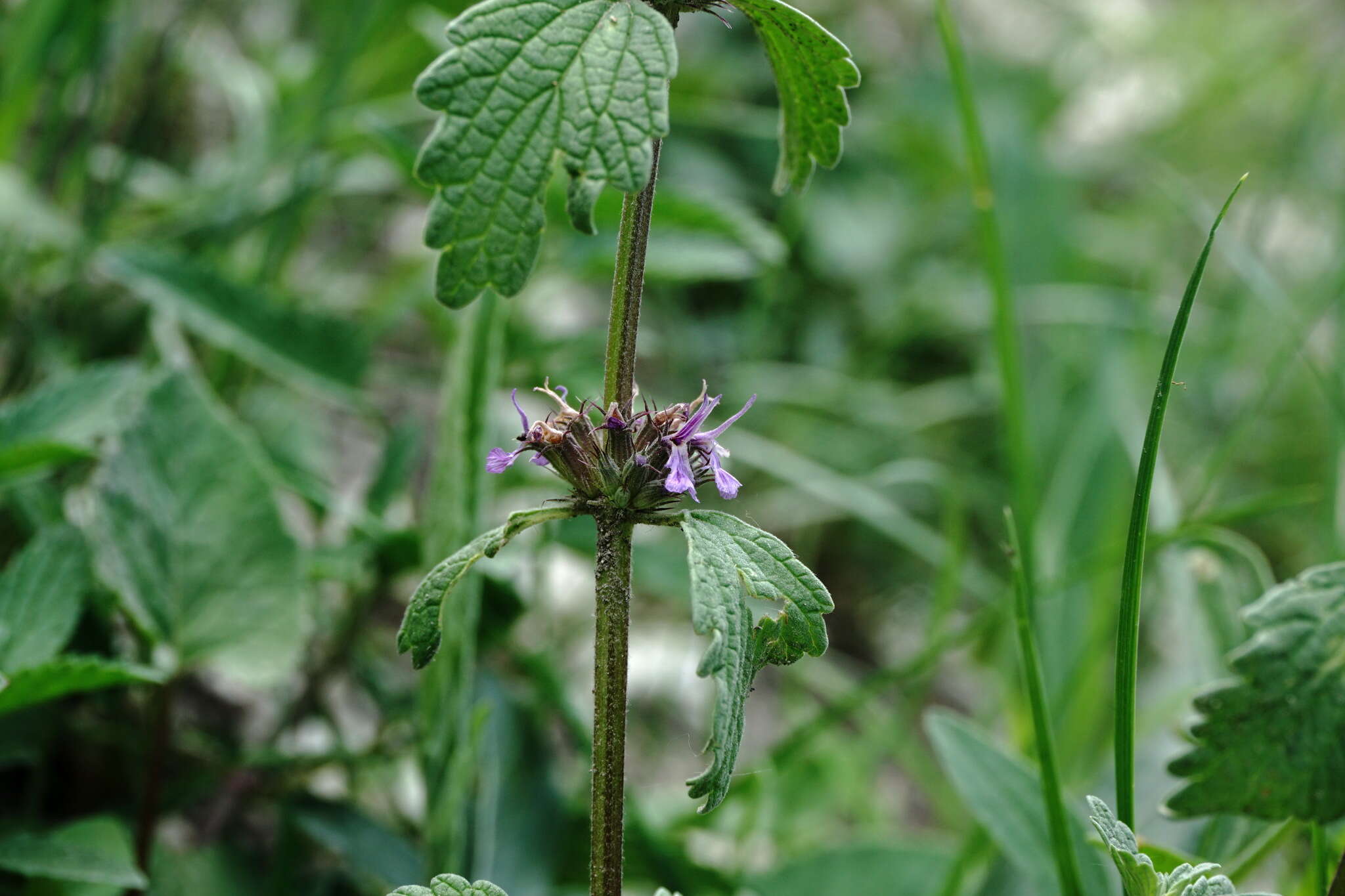 Plancia ëd Marrubium catariifolium Desr.