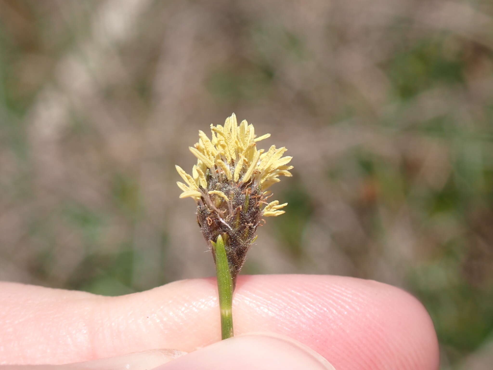 Image of Southern Umbrella Sedge