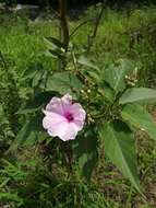 Слика од Ipomoea carnea subsp. fistulosa (Mart. ex Choisy) D. F. Austin