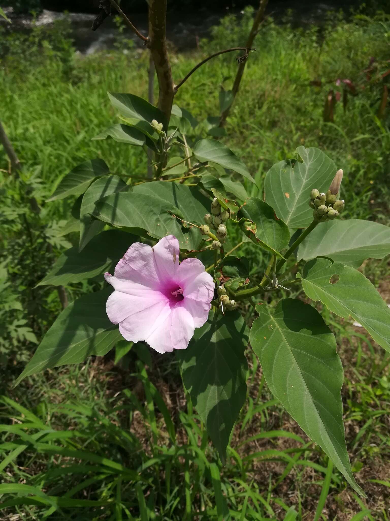 Imagem de Ipomoea carnea subsp. fistulosa (Mart. ex Choisy) D. F. Austin