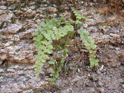 Plancia ëd Asplenium incisum Thunb.