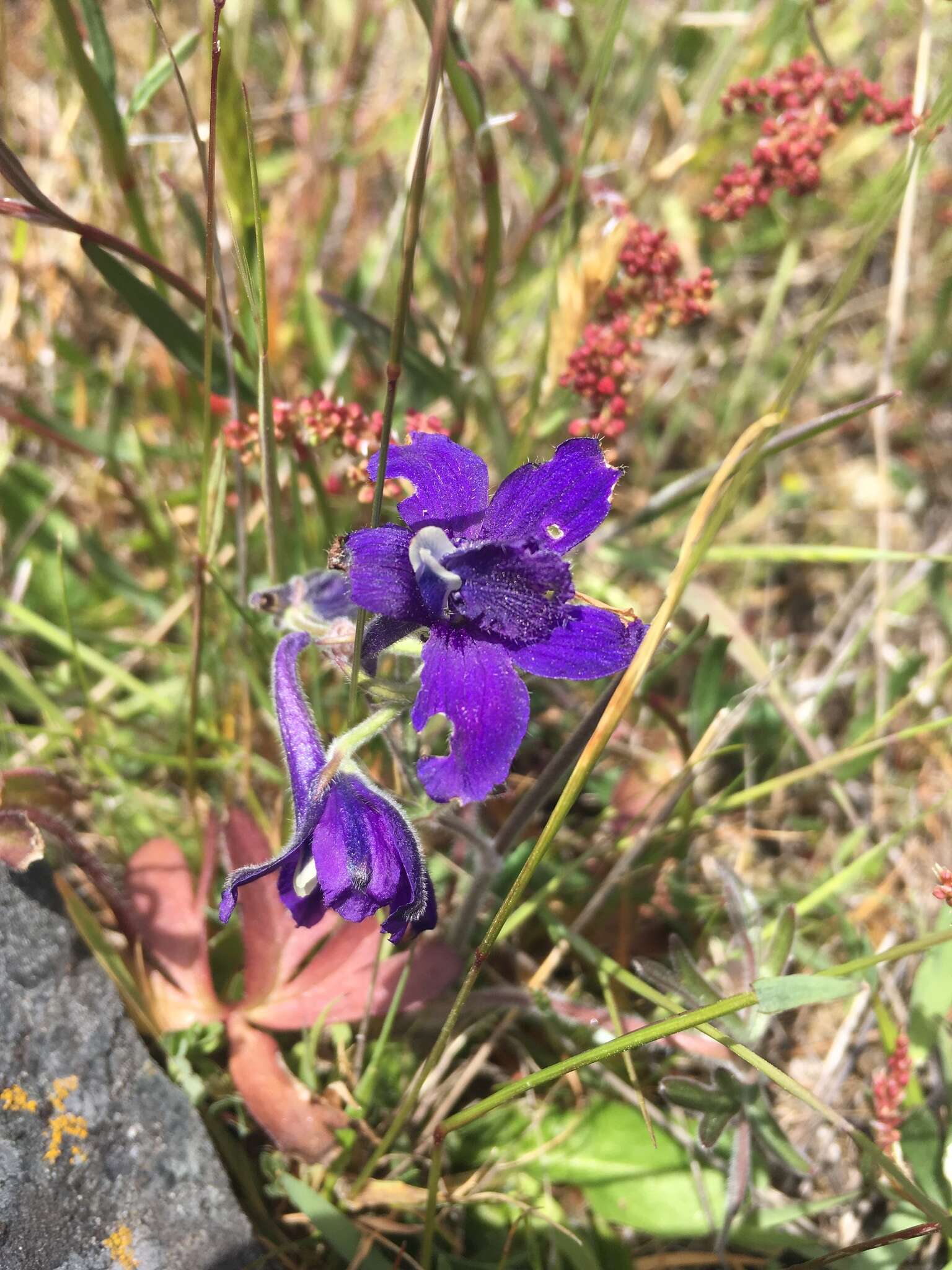 Delphinium menziesii DC.的圖片