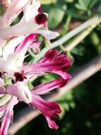 Image of field fumitory