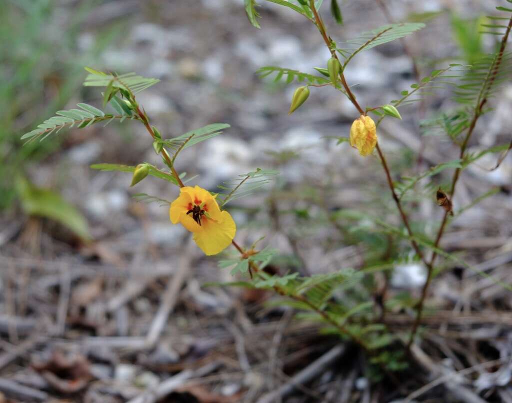 Image of Florida Keys sensitive pea