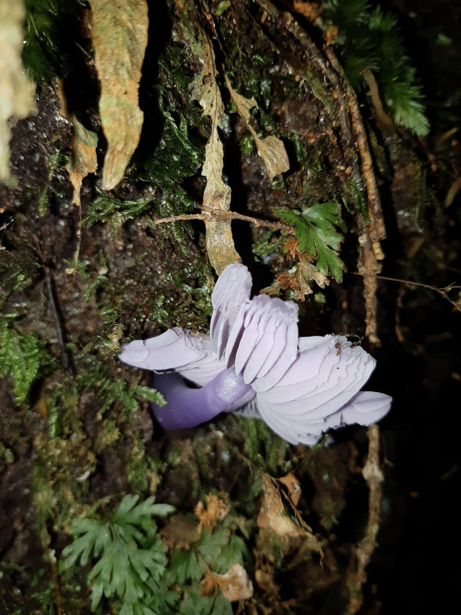 Sivun Porpolomopsis lewelliniae (Kalchbr.) Lodge, Padamsee & S. A. Cantrell 2013 kuva