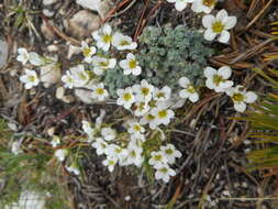 Sivun Saxifraga squarrosa Sieber kuva