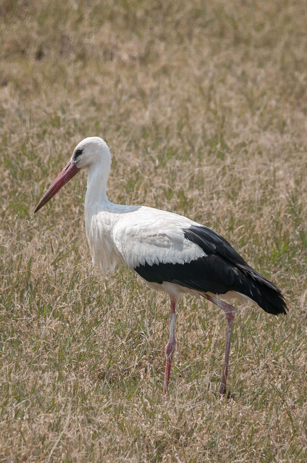 Ciconia ciconia ciconia (Linnaeus 1758) resmi