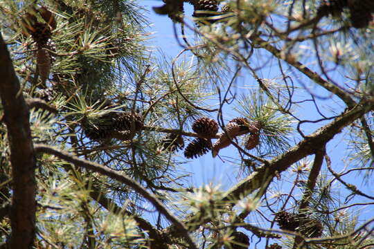 Image of Maritime Pine