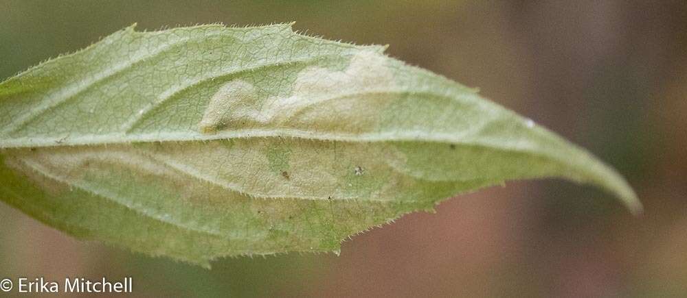 Image of <i>Liriomyza limopsis</i>