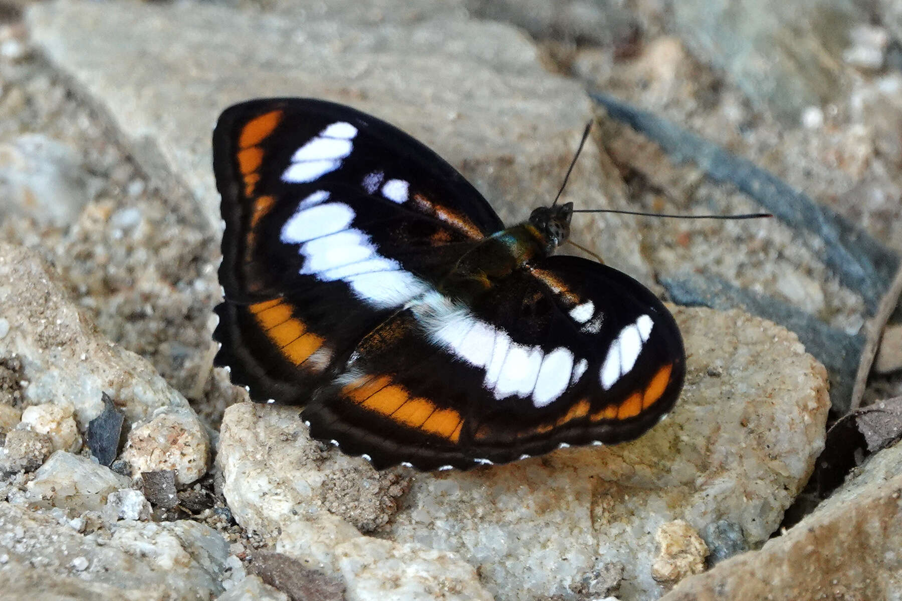 Image of Athyma inara