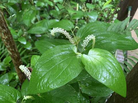 Image of Saururus chinensis (Lour.) Baill.