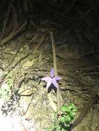 Imagem de Caladenia major (R. Br.) Rchb. fil.