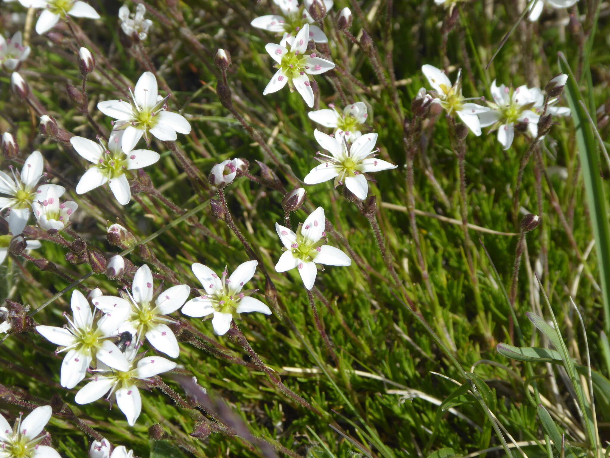 Image of Minuartia recurva (All.) Schinz & Thell.