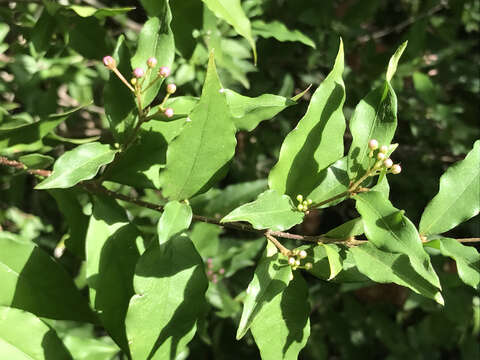 Imagem de Malpighia glabra L.