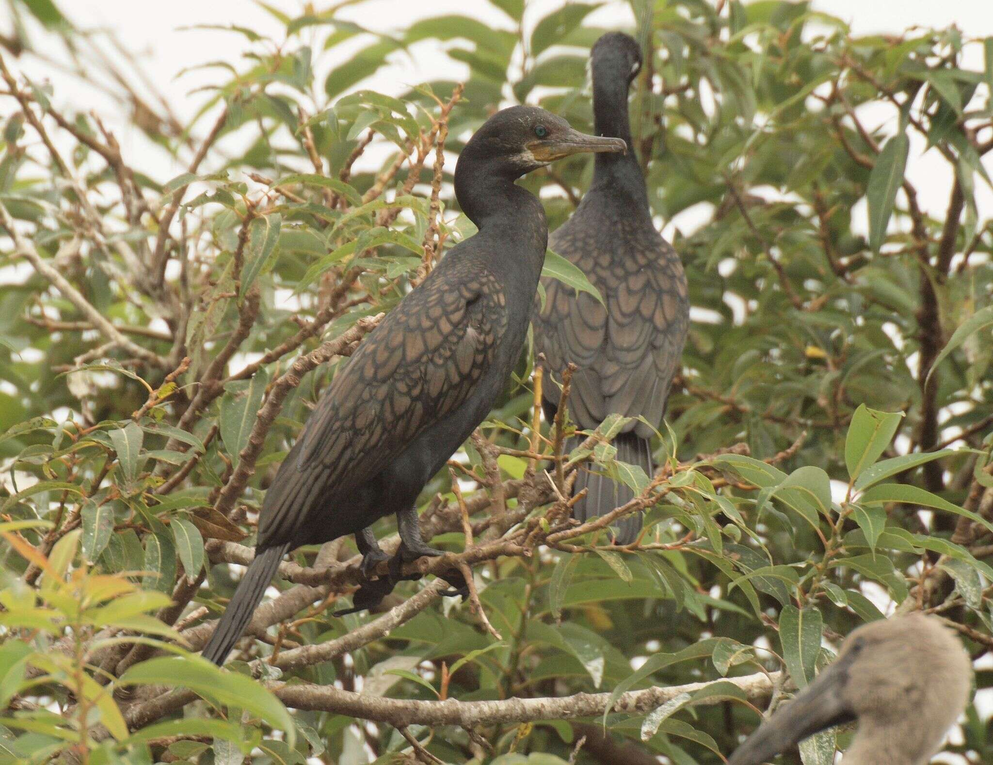 Image of Indian Cormorant