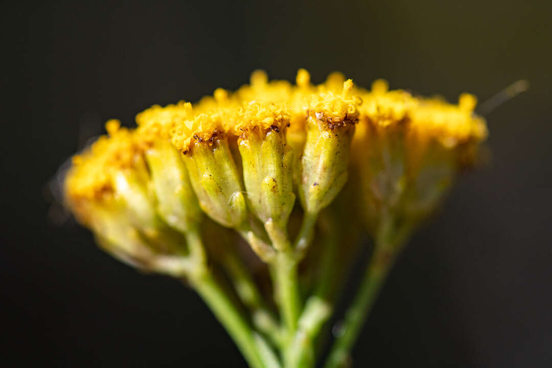 Image of Athanasia juncea (DC.) D. Dietr.