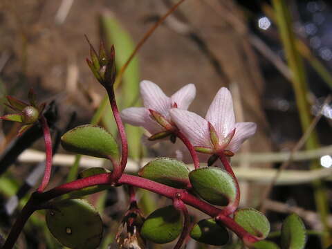 Sivun Lysimachia huttonii (Harv.) U. Manns & Anderb. kuva