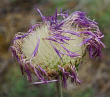 Image of Jurinea mollis (L.) Rchb.