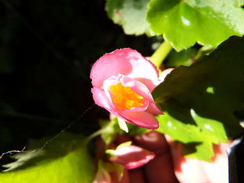 Image of Begonia gracilis Kunth