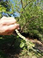 Image of Vachellia nilotica subsp. kraussiana (Benth.) Kyal. & Boatwr.