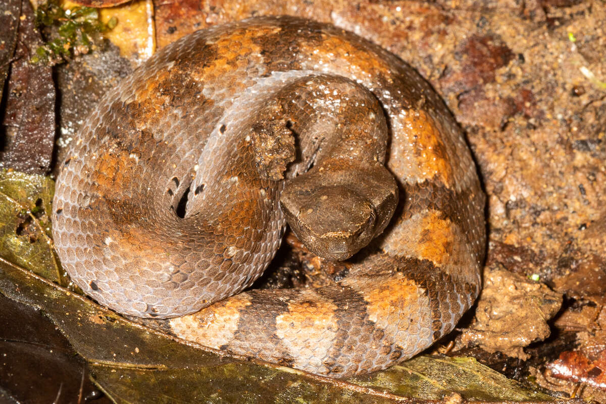 Image of Bothrocophias hyoprora (Amaral 1935)