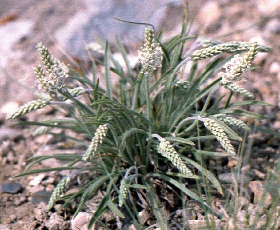 Imagem de Plantago krascheninnikovii C. Sergievsk.