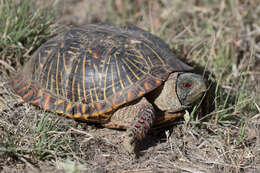 Plancia ëd Terrapene ornata (Agassiz 1857)