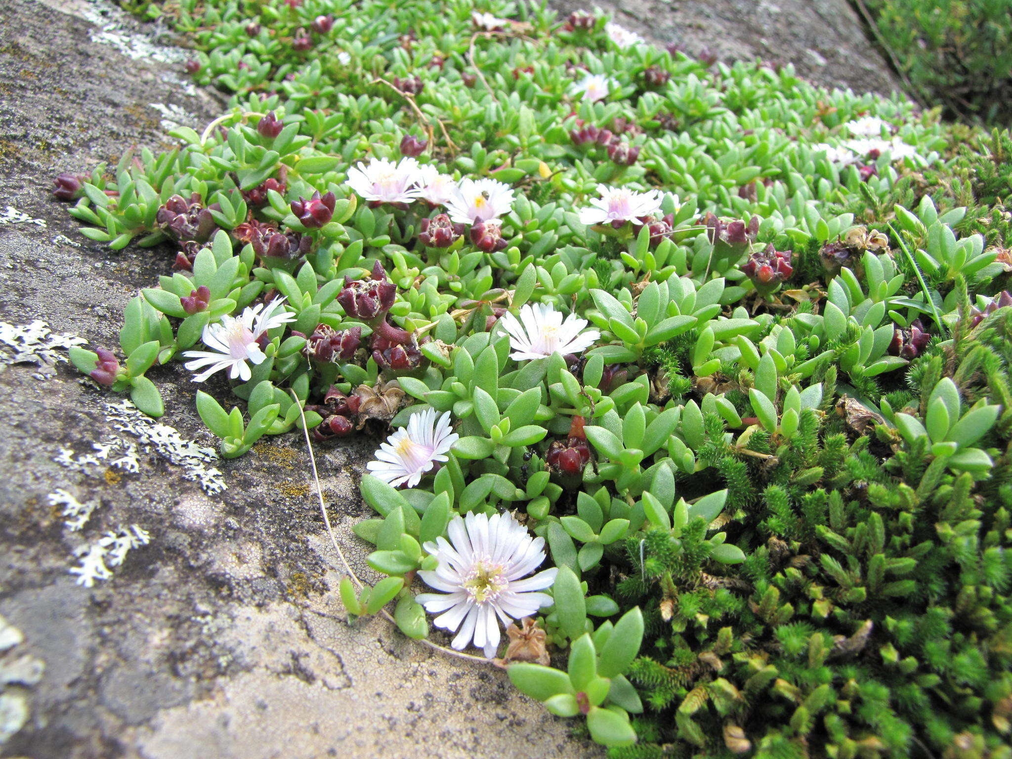 Imagem de Delosperma katbergense L. Bol.