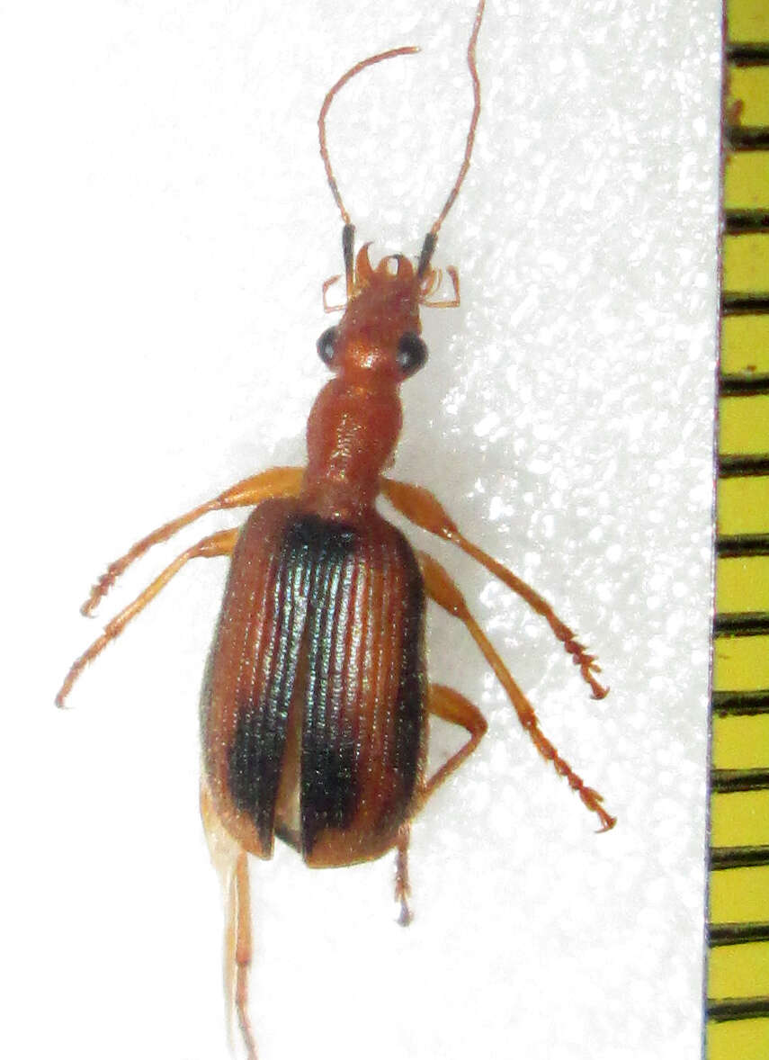 Слика од Drypta (Deserida) distincta (P. Rossi 1792)