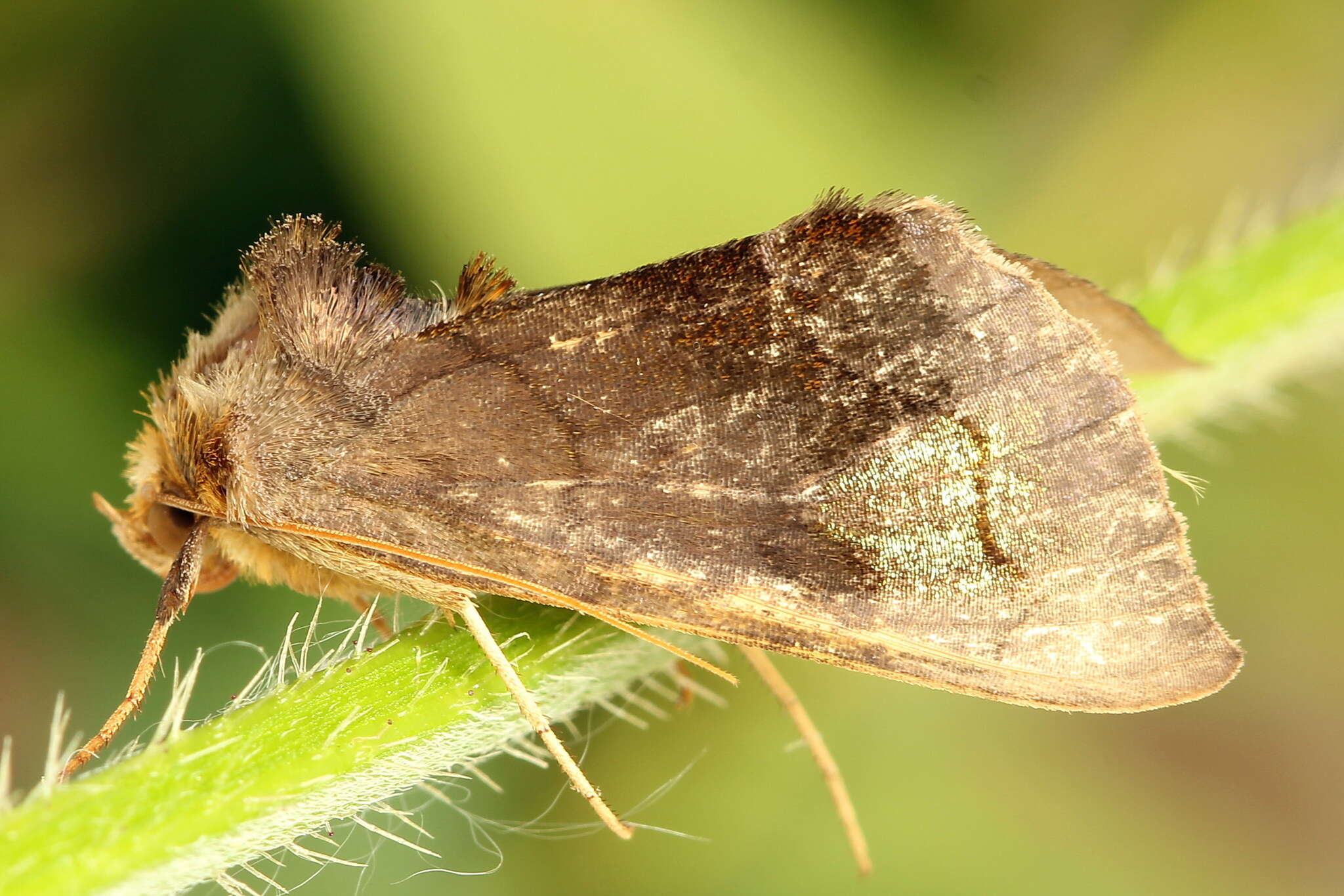 Image of scarce burnished brass