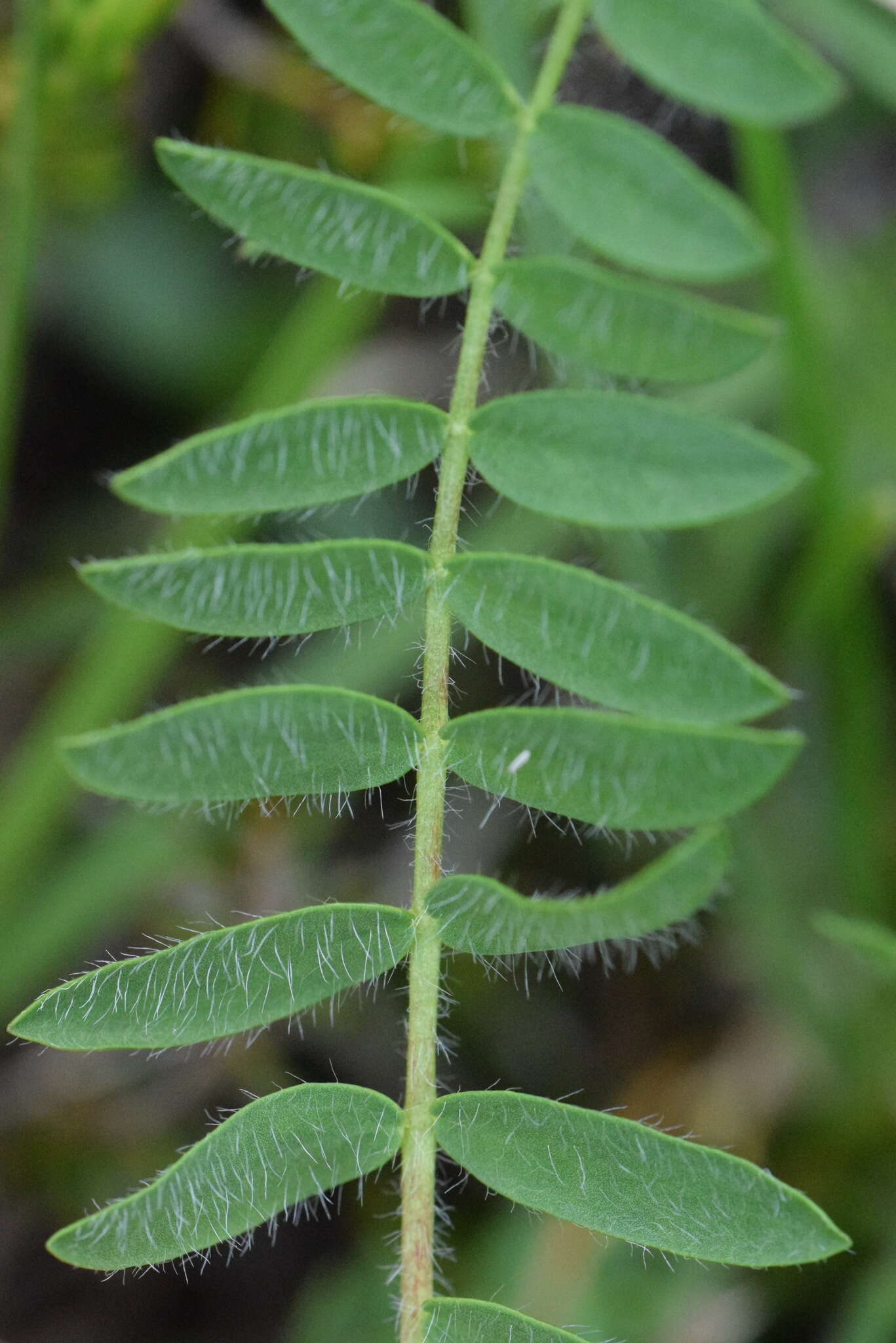 Image of Oxytropis neglecta Ten.