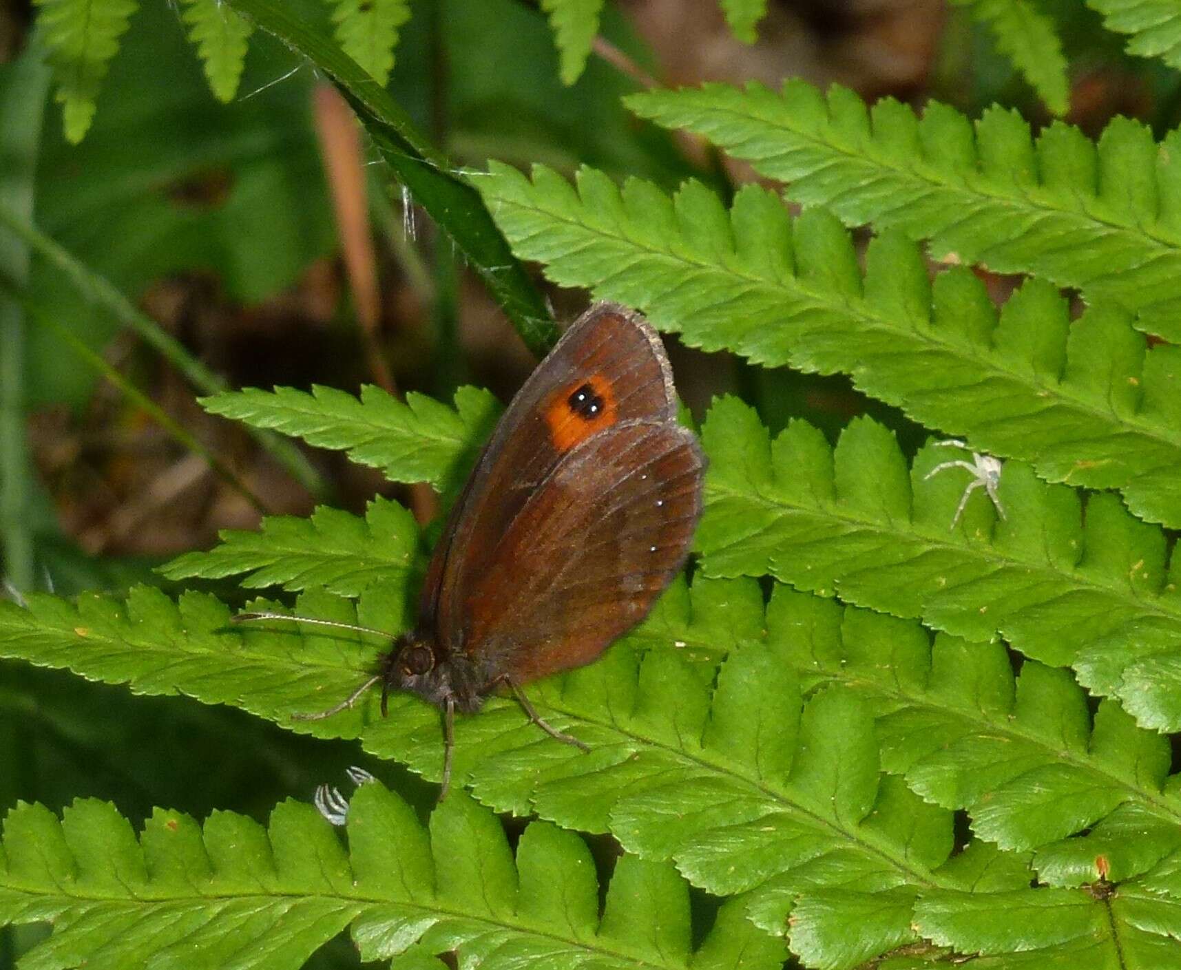 Image of scotch argus