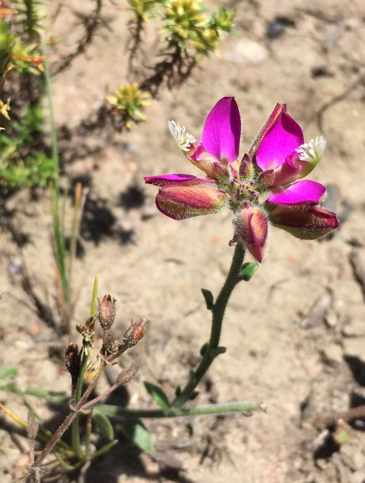 Polygala pubiflora Burch. ex DC.的圖片