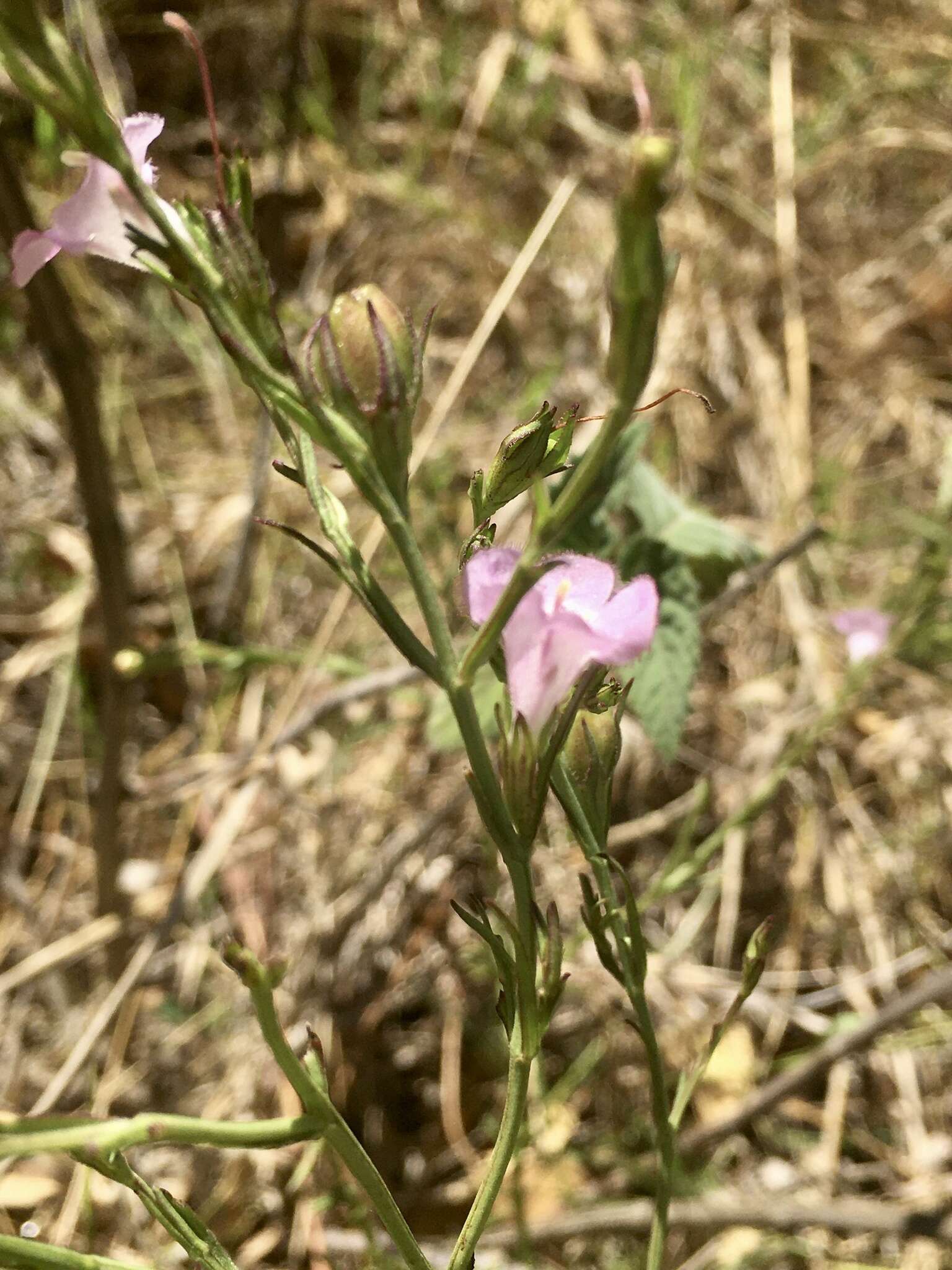 Image of Agalinis communis (Cham. & Schltdl.) W. G. D' Arcy