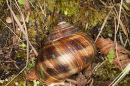 Image of lucorum helix