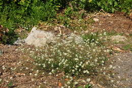 Imagem de Capsella grandiflora (Fauché & Chaub.) Boiss.