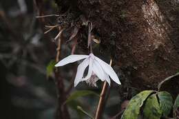 Imagem de Pleione humilis (Sm.) D. Don