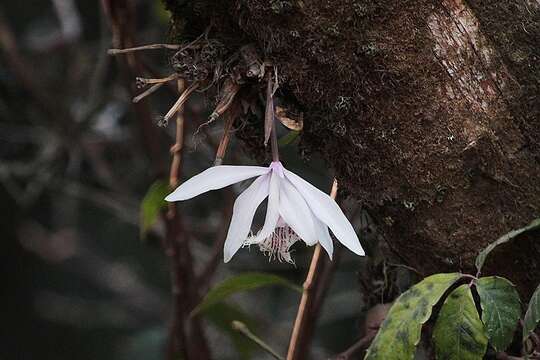 Plancia ëd Pleione humilis (Sm.) D. Don