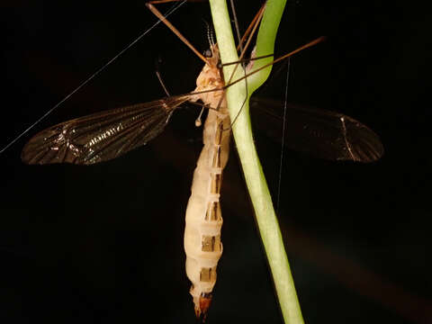 Image of Entomophaga tipulae (Fresen.) Humber 1989