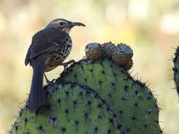 Image of Ocellated Thrasher